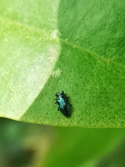 Endelus cupido