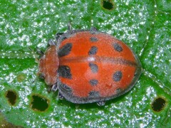 Coccinelloidea