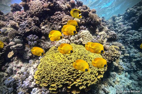 Masked Butterflyfish