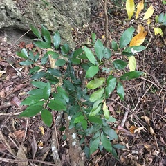 Cryptocarya concinna