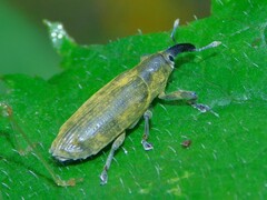 Lixinae