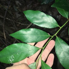 Cryptocarya concinna