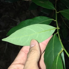 Cryptocarya concinna