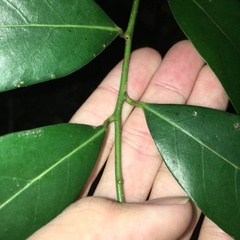 Cryptocarya concinna