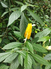Pachystachys lutea