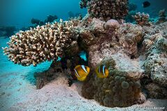 Amphiprion bicinctus