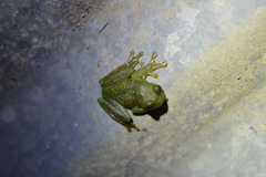 Rulyrana mcdiarmidi