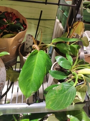 Philodendron microstictum