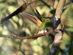 Boissonneaua flavescens