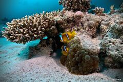 Amphiprion bicinctus