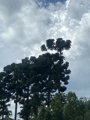 Araucaria