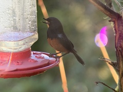 Diglossa gloriosissima