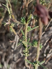 Fumana scoparia