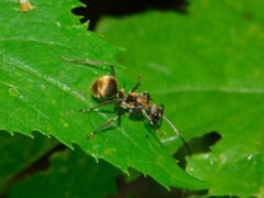Polyrhachis militaris