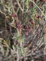 Fumana scoparia