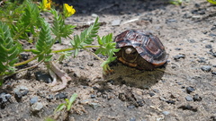 Homopus areolatus