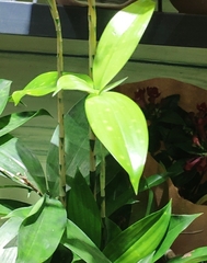 Dracaena surculosa