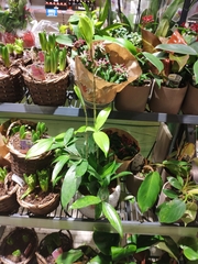 Dracaena surculosa
