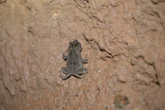 Rhinella margaritifera