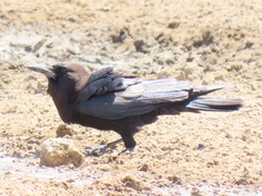 Corvus capensis capensis