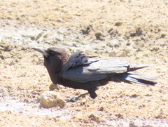 Corvus capensis capensis