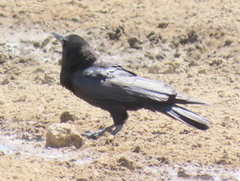 Corvus capensis capensis