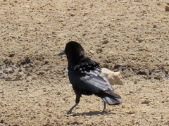 Corvus capensis capensis