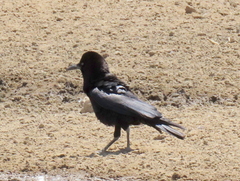Corvus capensis capensis