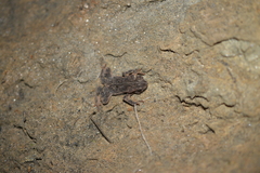 Rhinella margaritifera