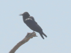Corvus capensis capensis