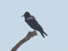 Corvus capensis capensis