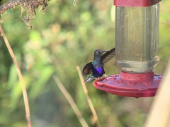 Boissonneaua jardini