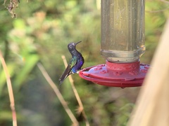 Boissonneaua jardini