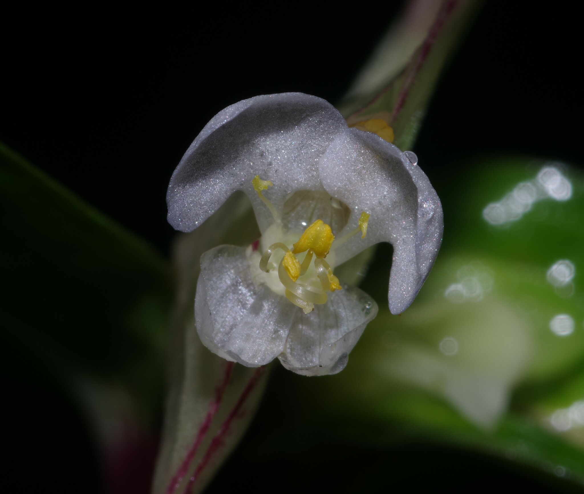 Commelina rufipes var. glabrata