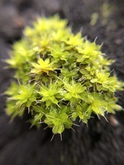 Syntrichia montana
