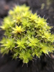 Syntrichia montana