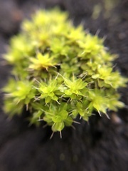 Syntrichia montana