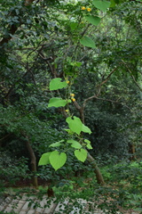 Thladiantha nudiflora