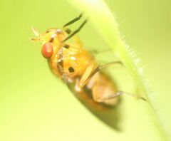 Physegenua obscuripennis