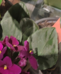 Streptocarpus ionanthus