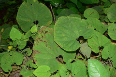 Thladiantha nudiflora