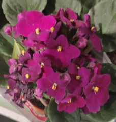 Streptocarpus ionanthus