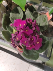 Streptocarpus ionanthus