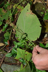 Thladiantha nudiflora