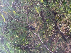 Diglossa gloriosissima