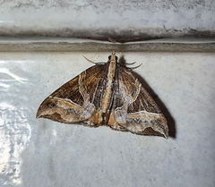 Ecliptopera triangulifera