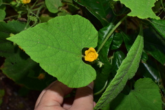 Thladiantha nudiflora