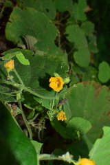 Thladiantha nudiflora