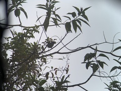 Chlorospingus semifuscus