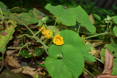Thladiantha nudiflora